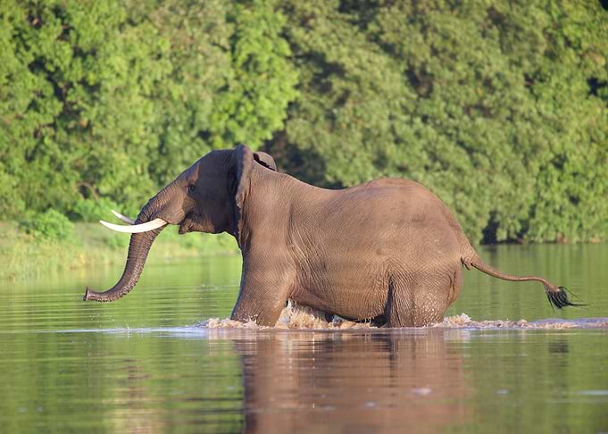 Elephant Crossing