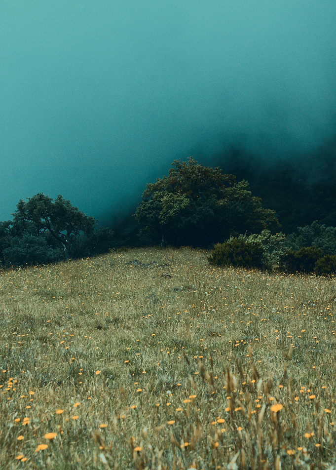 Mystical Mist