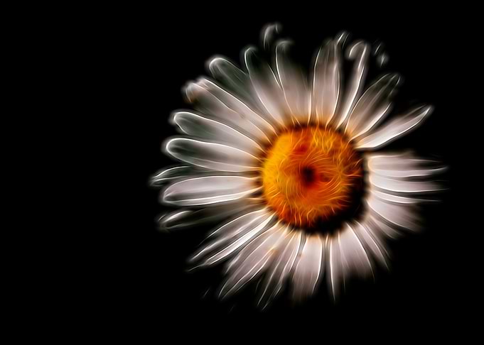 Neon Daisy