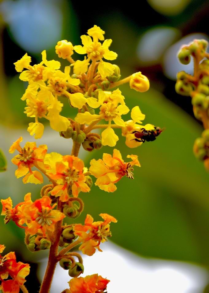 Flor de Nancite 1