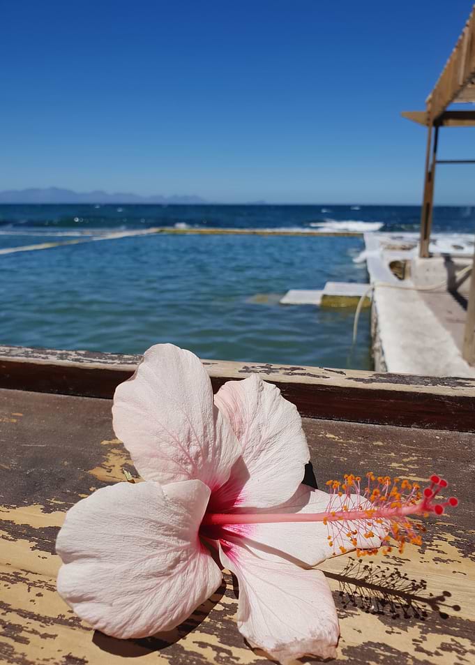 Hibiscus at Sea