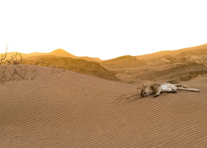 Sleeping Lioness