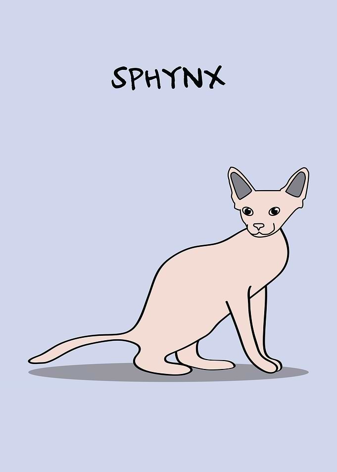 Sphynx Cat Race