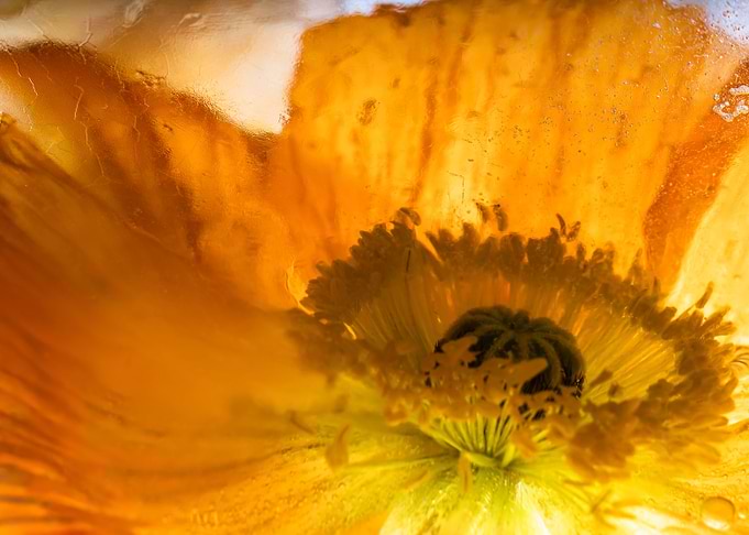 Big poppy in ice 3