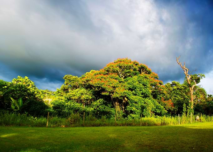 The Tree