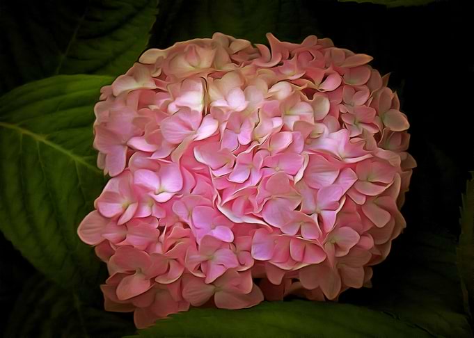 Pink Lilac