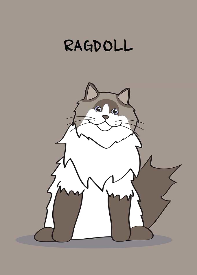 Ragdoll Cat