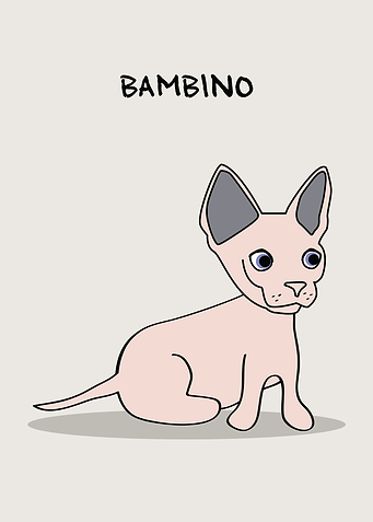 Bambino Cat Mix Breed
