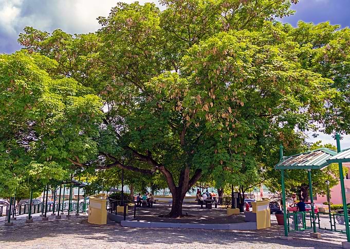 Central Tree