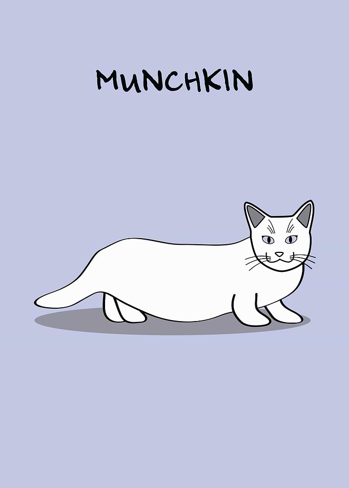 Munchkin Cat