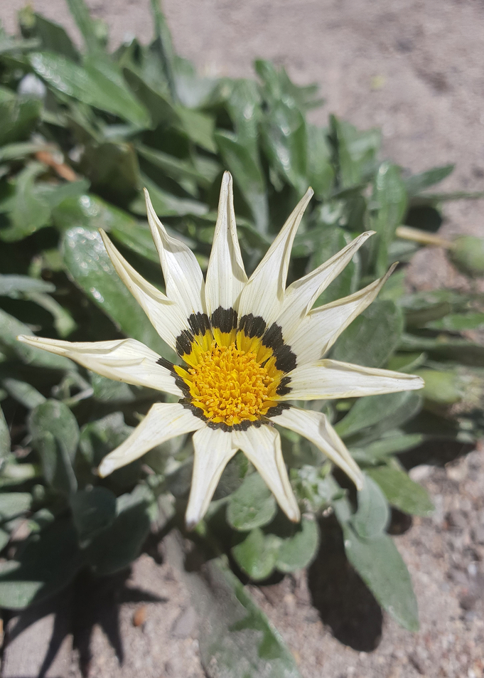 Shadow Flower