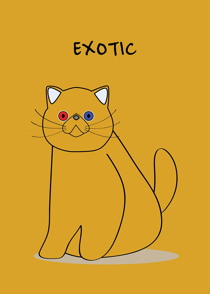 Exotic Peaknose Cat