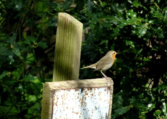 Robin