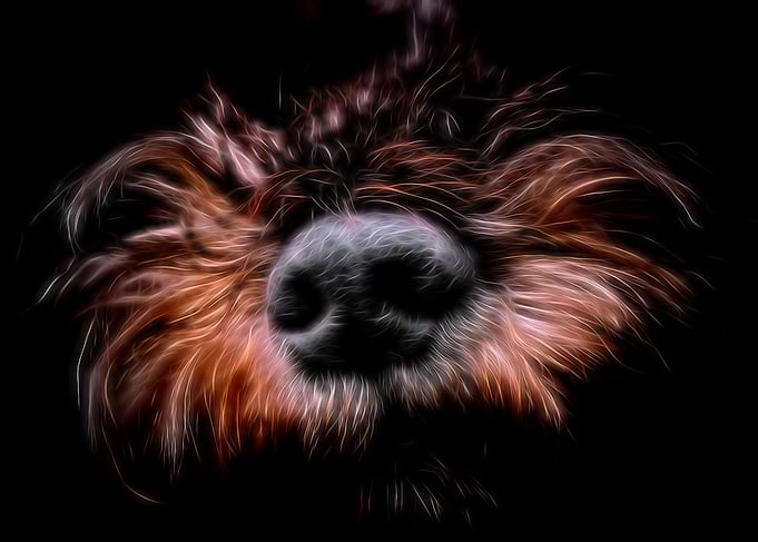 Miniature Schnauzer Nose