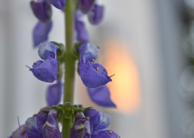 Flores Moradas 1