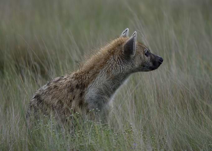 On the lookout
