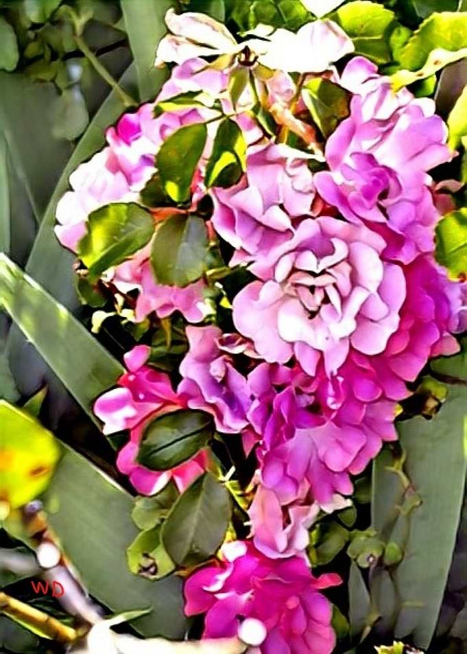Botanica
