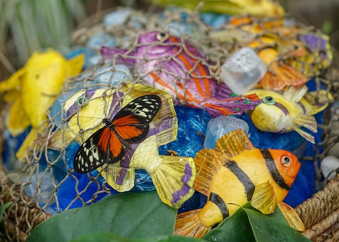 Ecuador Butterfly