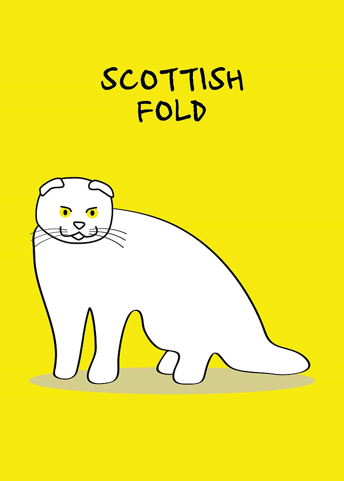Scottish Fold Cat