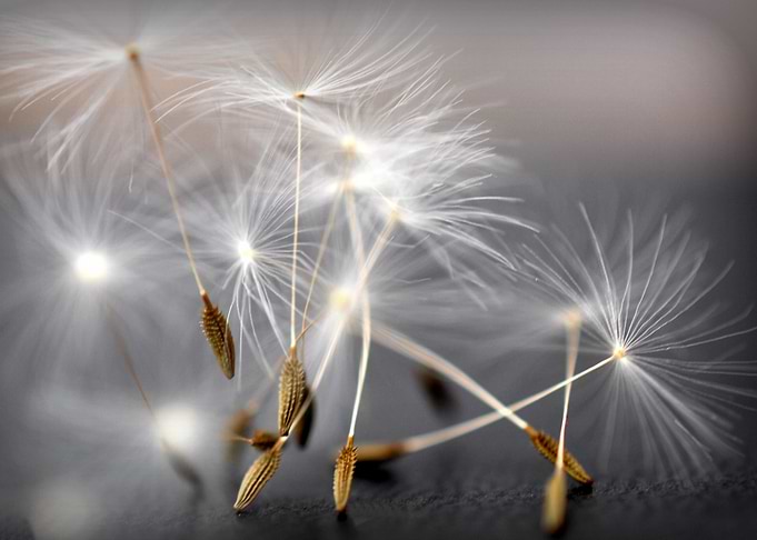 dancing dandelions