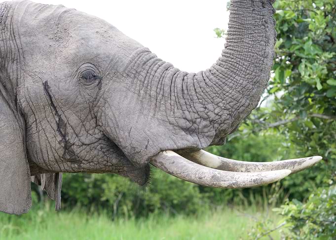 Elephant bull grazing