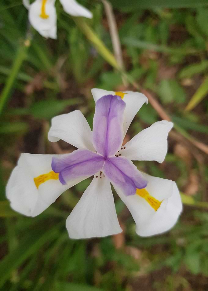 Lily