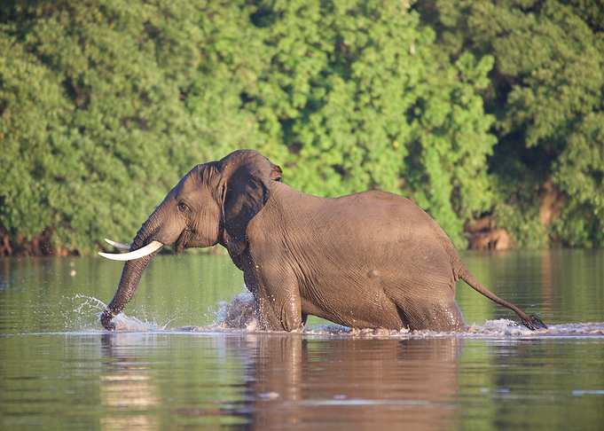 Zambian Elephant