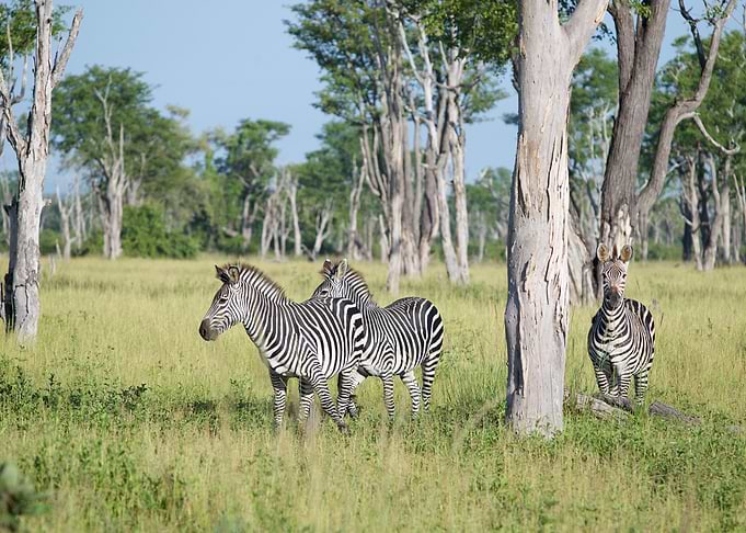 Zebra Crossing