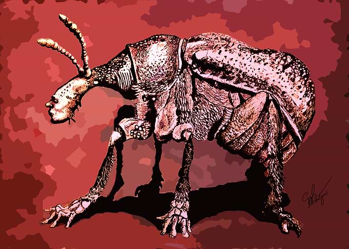 The Beetle Man