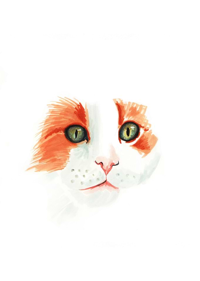 Ginger cat portrait