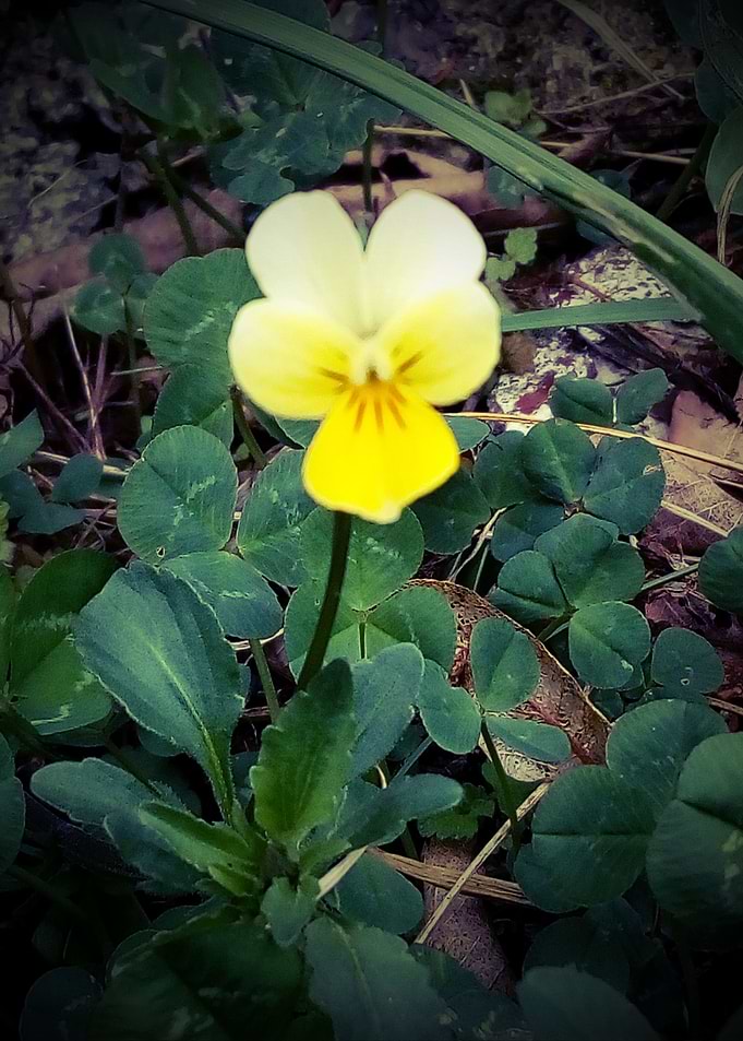 Viola arvensis