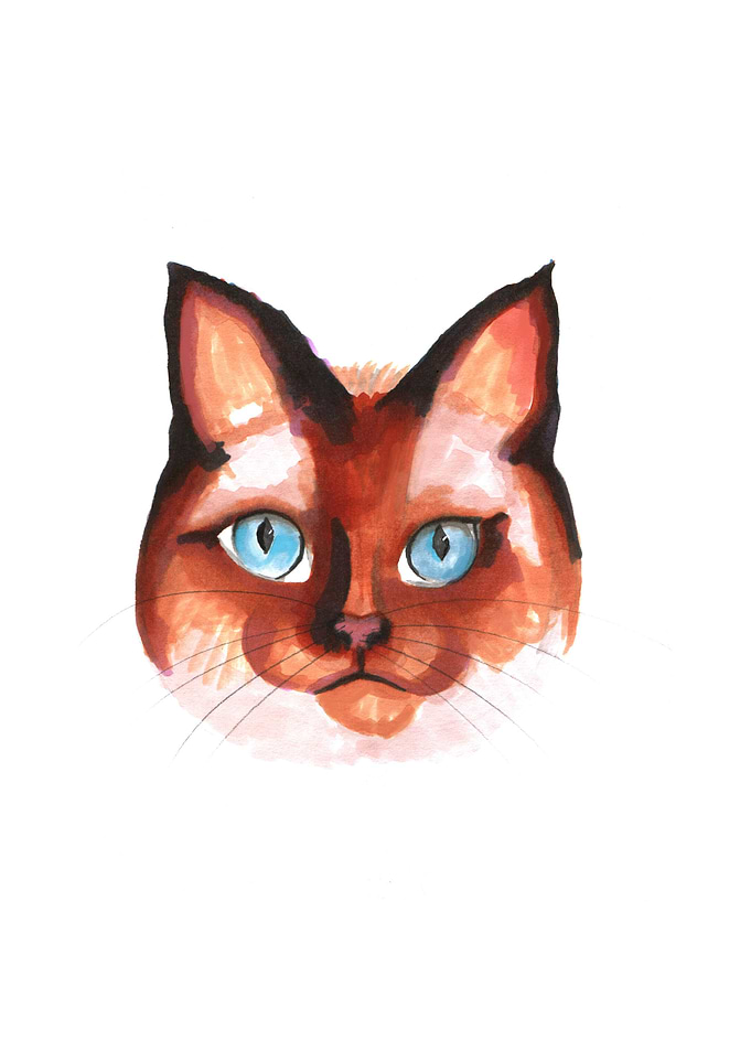 Blue eye cat portrait