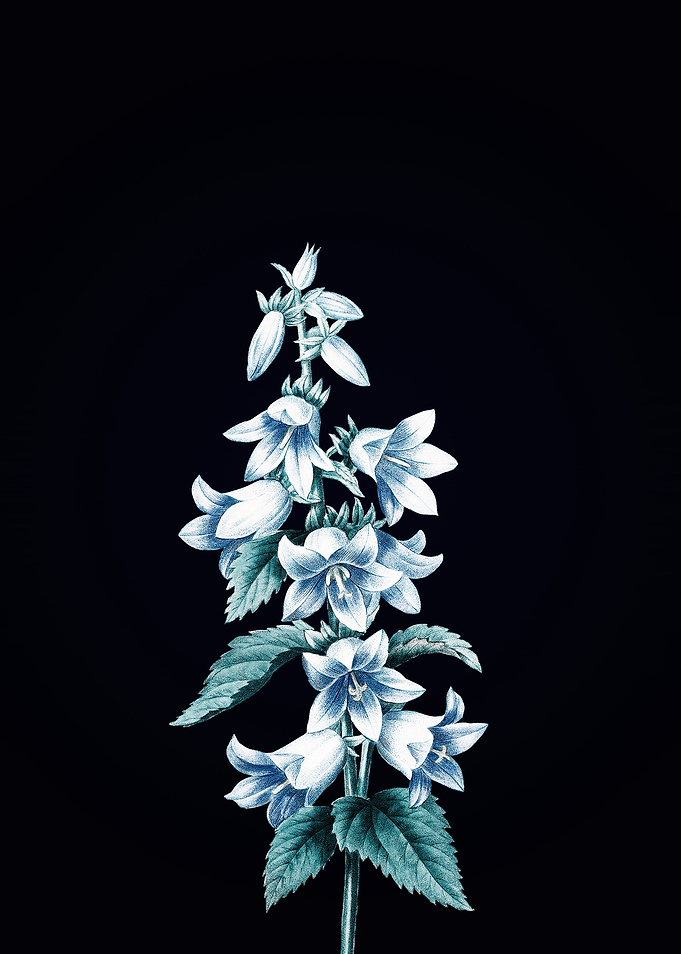 Bellflowers