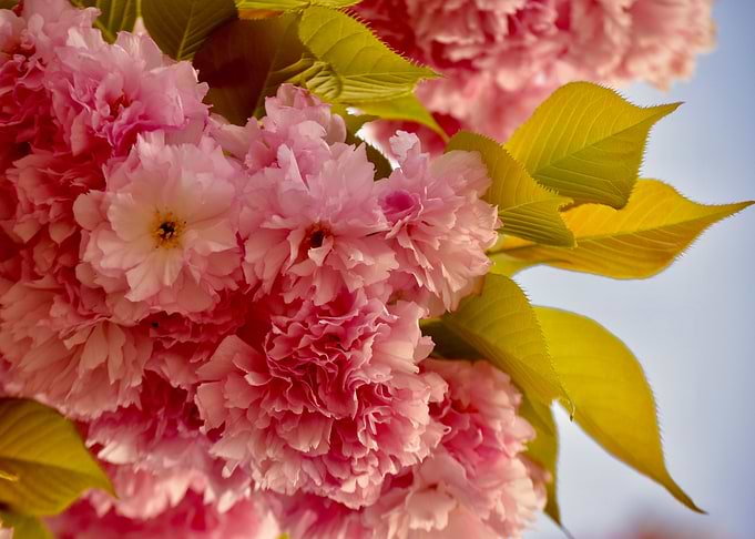 Cherry Blossom Bunch 1