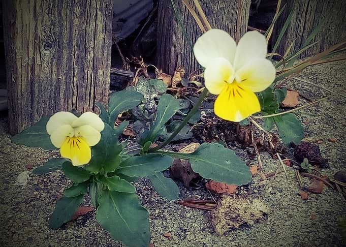 Viola arvensis