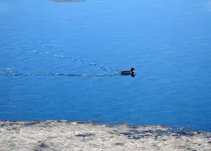 Migratory wild Mallard