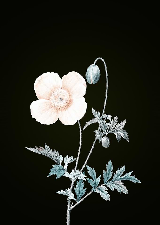 Welsh Poppy