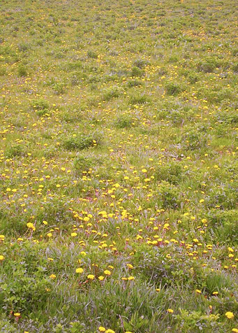 Dandelion field