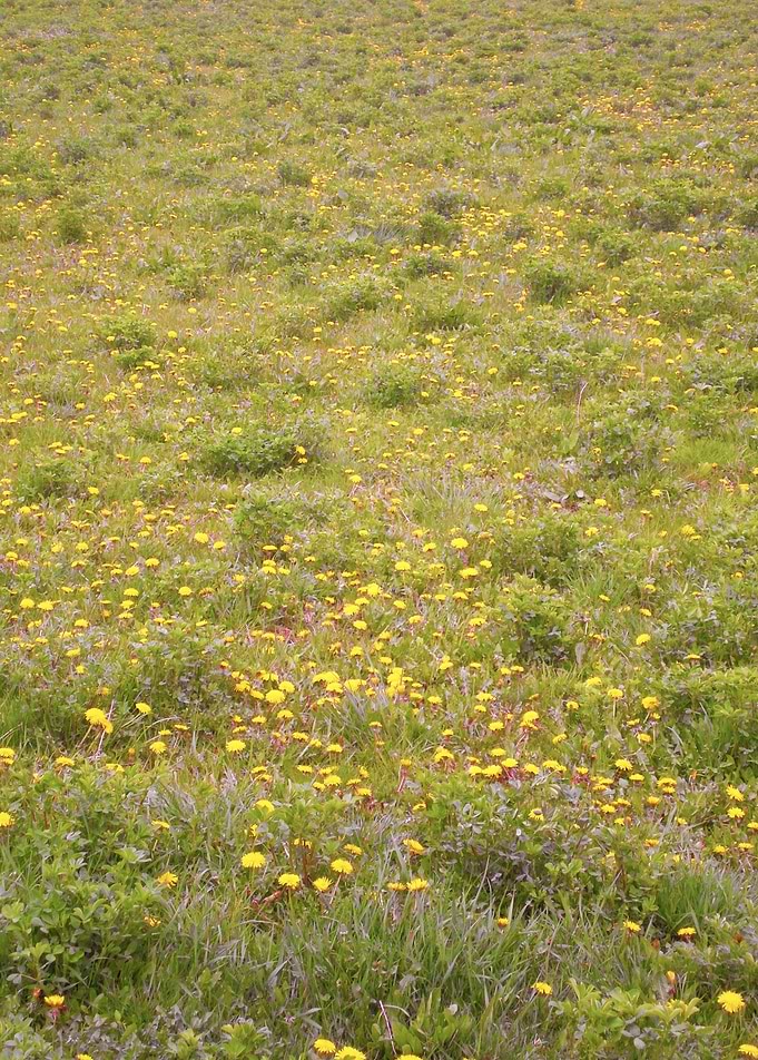 Dandelion field