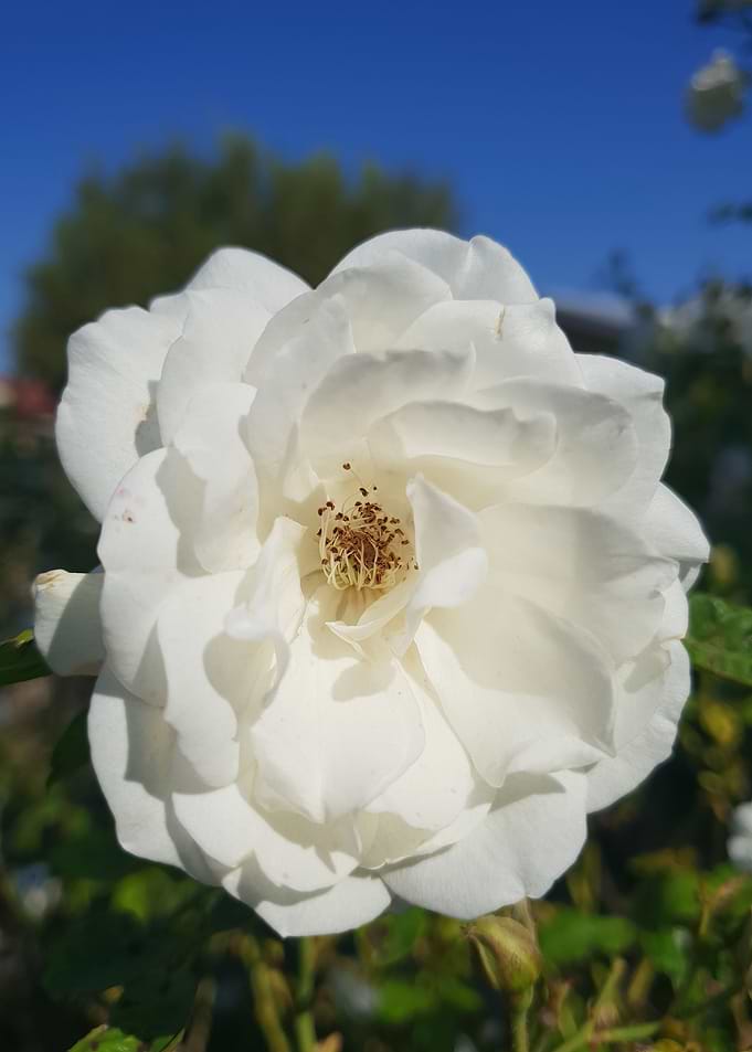 White Iceberg
