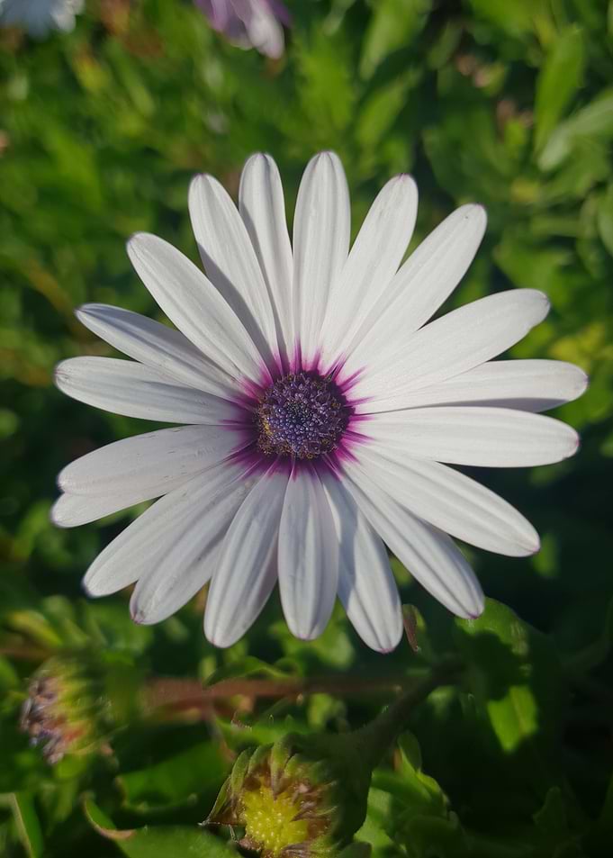 Wild White Daisy