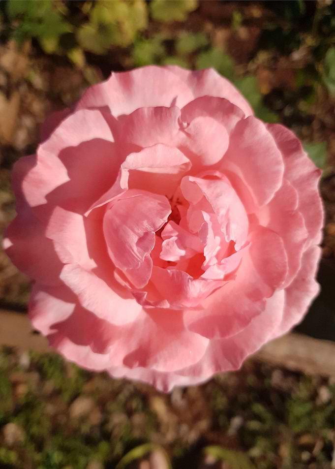 Pink Rose