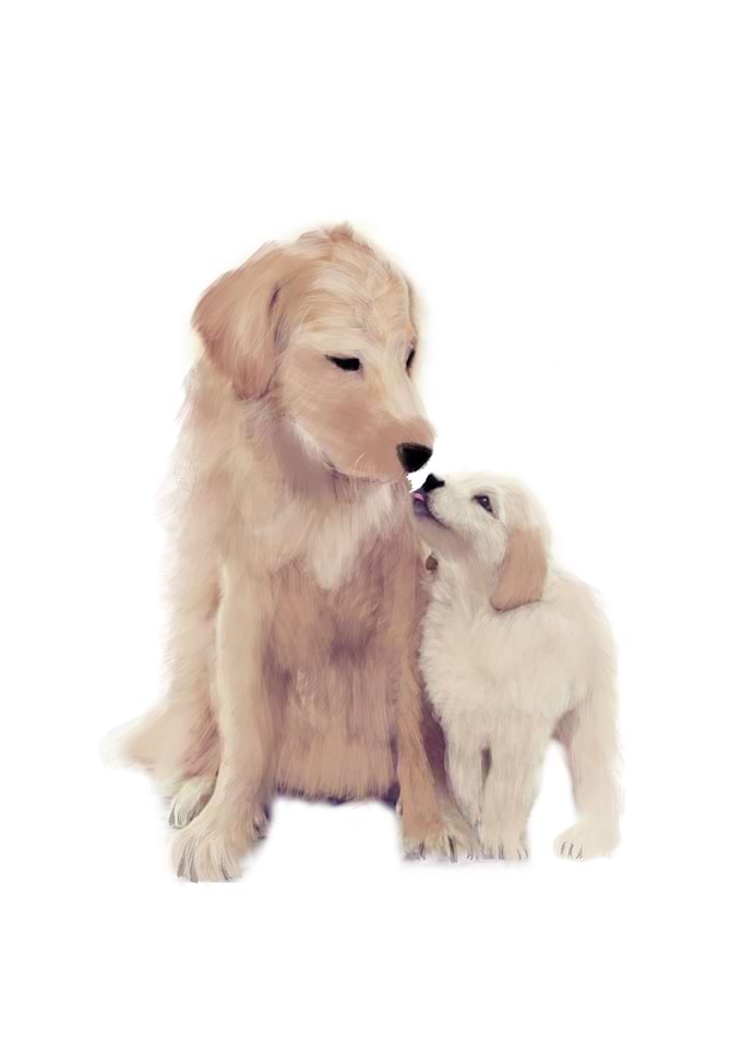 Golden retrievers