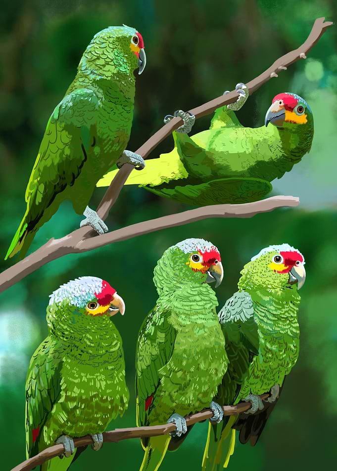 Green parrots