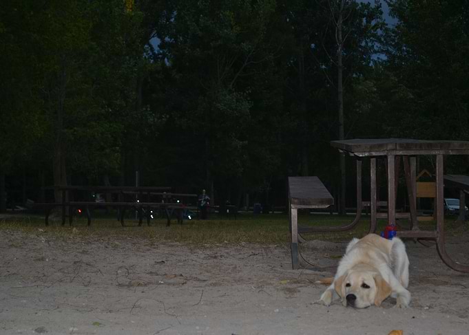 Camping Dog