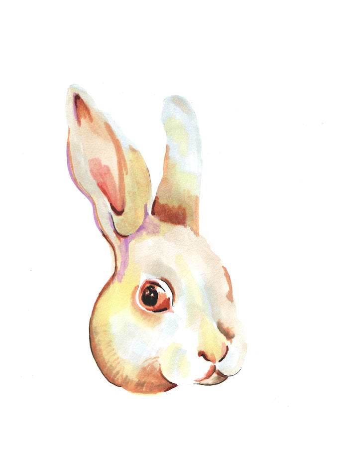 Rabbit portrait