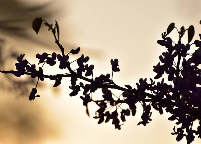 Cherry Blossom 3 Sunset
