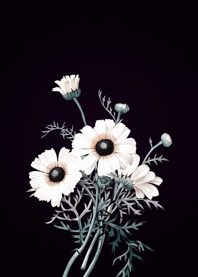 Chrysanthemum