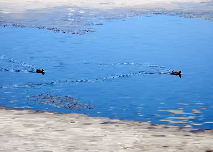 Migratory Ducks