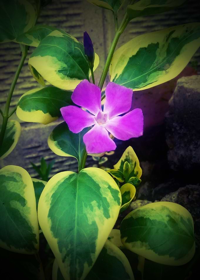 Vinca major Variegata